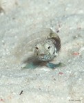Sailfin Blenny, male
Emblemaria pandionis
