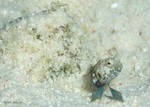 Sailfin Blenny, male
Emblemaria pandionis