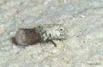 Sailfin Blenny, male
Emblemaria pandionis