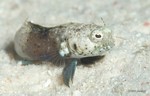 Sailfin Blenny, male
Emblemaria pandionis