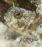 Sailfin Blenny, female
Emblemaria pandionis