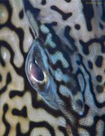Honeycomb Cowfish Eye
Acanthostracion polygonia
