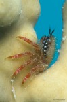 Thorny Mud Crab
Micropanope urinator
Considered rare