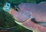 Creole Wrasse ready to be cleaned
Clepticus parrae