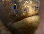 Goldentail Eel
Gymnothorax miliaris