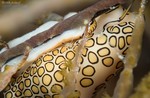 Flamingo Tongue
Cyphoma gibbosum