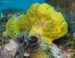 Longlure Frogfish
Antennarius multiocellatus
