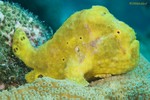 Longlure Frogfish
Antennarius multiocellatus