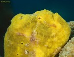 Longlure Frogfish
Antennarius multiocellatus