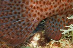 Pederson Cleaner Shrimp (Periclimenes pedersoni) on a Graysby's tail (Cephalopholis cruentatus)