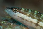 Harlequin Bass, juvenile
Serranus tigrinus
