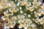 Lettuce Sea Slug
Elysia crispata