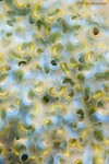 Lettuce Sea Slug
Elysia crispata