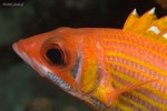 Longjaw Squirrelfish
Neoniphon marianus