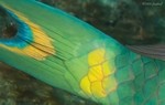 Stoplight Parrotfish tail, Terminal Phase
Sparisoma viride
