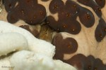 Three-Rowed Sea Cucumber
Isostichopus badionotus