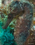 Longsnout Seahorse
Hippocampus reidi