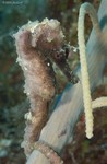 Longsnout Seahorse
Hippocampus reidi