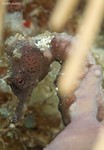 Longsnout Seahorse
Hippocampus reidi 