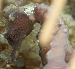 Longsnout Seahorse
Hippocampus reidi 