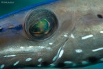 Trumpetfish full frame closeup
Aulostomus maculatus