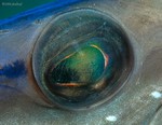 Trumpetfish Eye cropped
Aulostomus maculatus