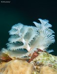 Christmas Tree Worm
Spirobranchus giganteus
