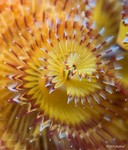 Christmas Tree Worm
Spirobranchus giganteus