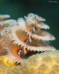 Christmas Tree Worm
Spirobranchus giganteus