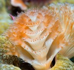 Christmas Tree Worm
Spirobranchus giganteus