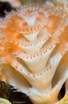 Christmas Tree Worm
Spirobranchus giganteus