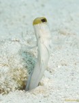 Yellowhead Jawfish
Opistognathus aurifrons
