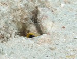 Yellowhead Jawfish Eye
Opistognathus aurifrons