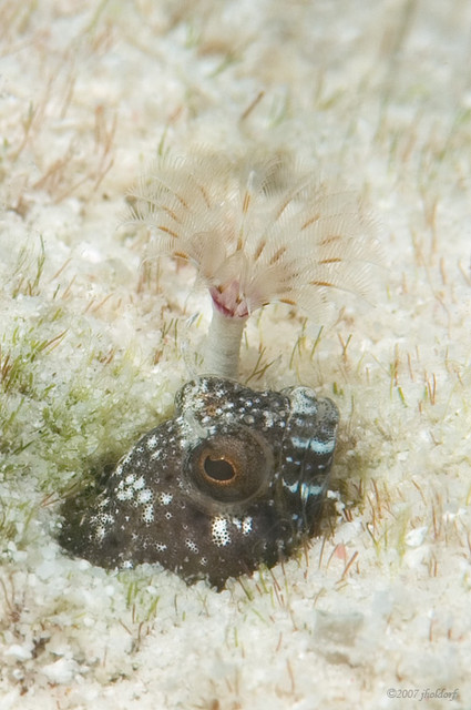 Sailfin Blenny
Emblemaria pandionis