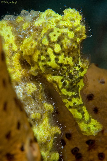 Longsnout Seahorse
Hippocampus reidi