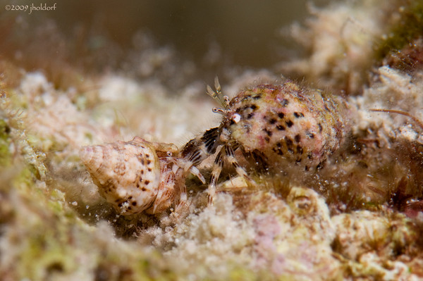 No Caption