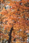 Cloudland Canyon
Georgia