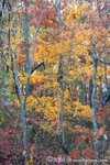 Cloudland Canyon
Georgia