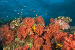 Highlight for Album: Fiji July 2007