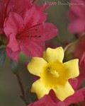 Azalea and Yellow Jessamine
Stone Mountain Park