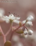 Small's Stonecrop
Diamorpha smallii
Stone Mountain Park