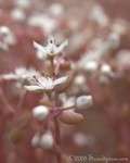 Small's Stonecrop
Diamorpha smallii
Stone Mountain Park
