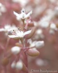 Small's Stonecrop
Diamorpha smallii
Stone Mountain Park