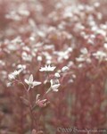 Small's Stonecrop
Diamorpha smallii
Stone Mountain Park
