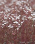 Small's Stonecrop
Diamorpha smalii
Stone Mountain Park