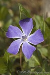 Periwinkle
Vinca major
Stone Mountain Park