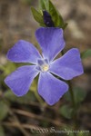 Periwinkle
Vinca major
Stone Mountain Park
