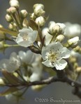 Pear Blossoms