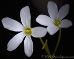 Shamrock bloom