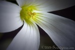 Shamrock bloom